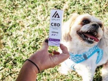 Did You Know Dogs Have Endocannabinoid Systems Too!