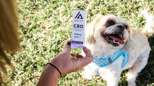 Did You Know Dogs Have Endocannabinoid Systems Too!