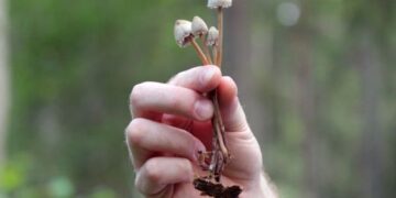 legal mushroom gummies