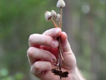 legal mushroom gummies