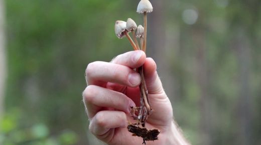 Why Magic Mushroom Gummies Are Legal and Perfect for Wellness