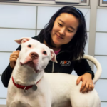 Practical behavior coaching for pet dogs