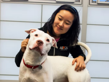 Practical behavior coaching for pet dogs