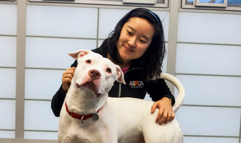 Practical Behavior Coaching for Pet Dogs Guide